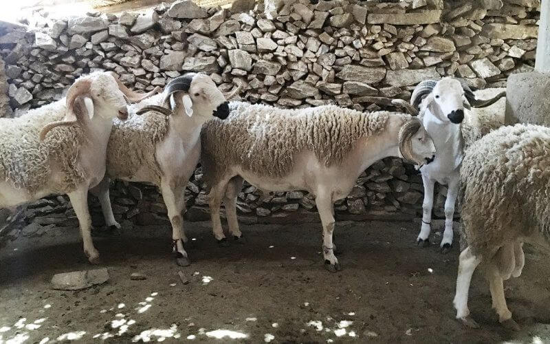 Morocco Prepares for Eid Al Adha Amid COVID-19 and Drought Challenges