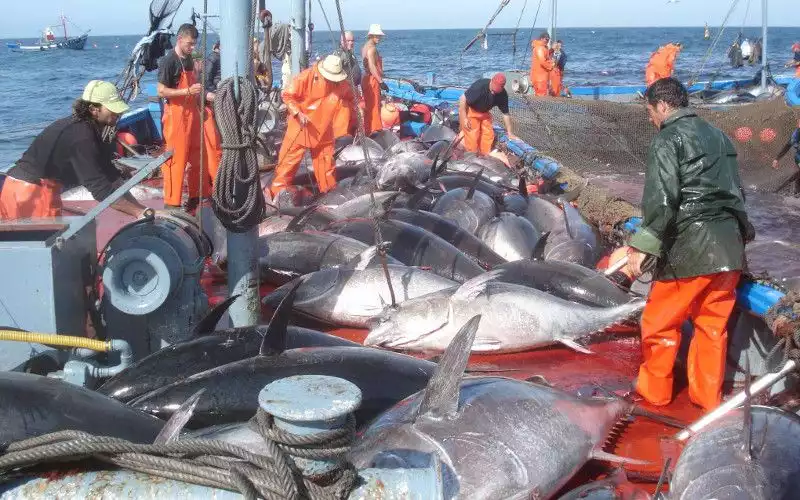 Morocco Prepares for EU Fishing Agreement Talks as Deadline Looms