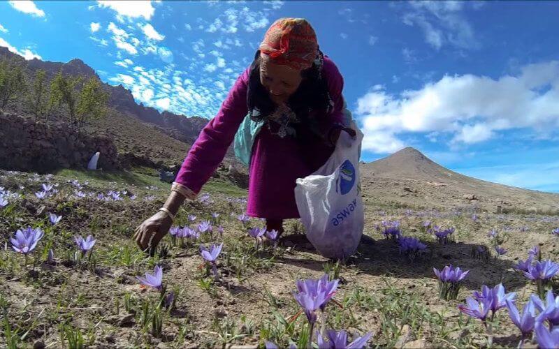 Morocco Ranks 4th Globally in Saffron Production, Cultivating 6.8 Tons Annually