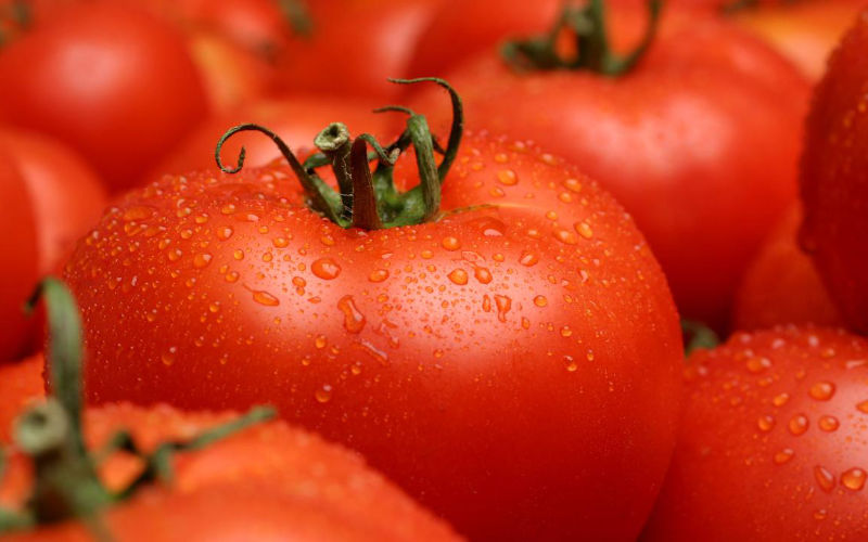 Morocco Rises to Third Largest Global Tomato Exporter, Eyes European Market Dominance