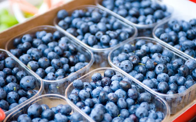 Morocco Skyrockets to 4th Largest Global Blueberry Exporter, Challenging Industry Giants