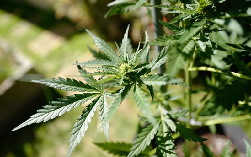 Morocco Votes to Reclassify Cannabis at UN Drug Commission