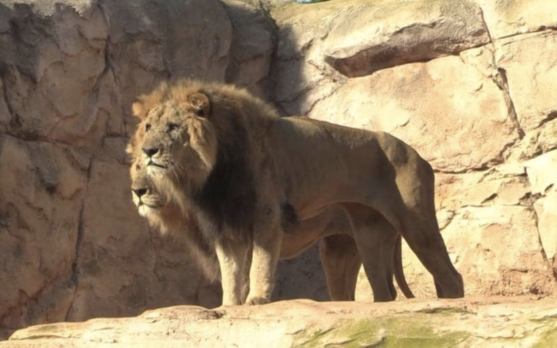 Morocco Zoo Takes Action to Protect Animals from Intense Heat Wave
