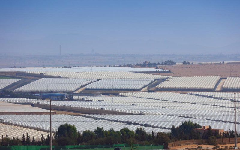 Morocco's Agricultural Boom: Spanish Investors Fuel Desert Greenhouse Expansion