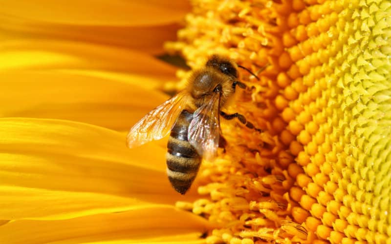 Morocco's Bee Population Decline Linked to Environmental Factors, Not Disease