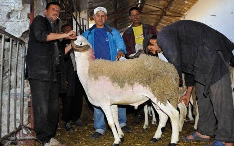 Morocco's Eid al-Adha 2022 Date Set for July 10, Astronomer Predicts