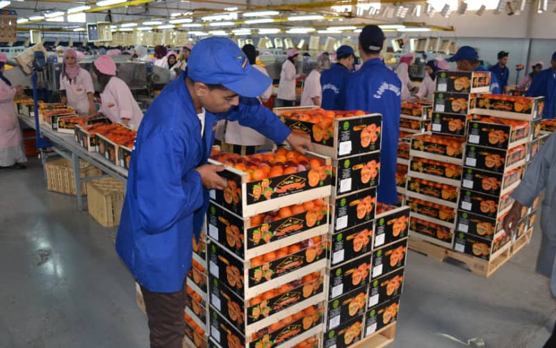 Morocco's Food Exports Surge to Record $8 Billion Despite Drought