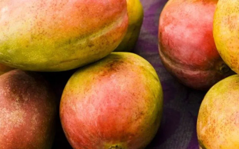 Morocco's Mango Imports Surge to Historic Highs, Doubling Since 2020