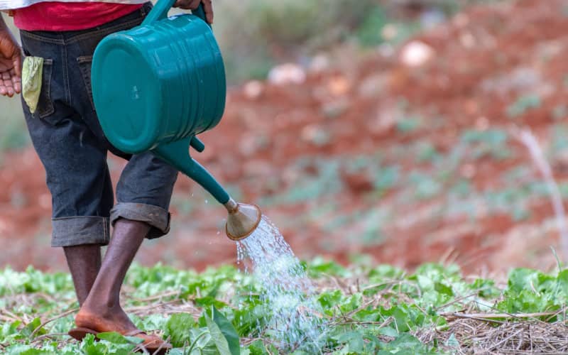 Morocco's OCP Group Signs Fertilizer Deal with India to Boost Agricultural Innovation