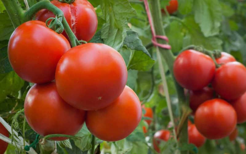Morocco's Sahara Greenhouse Expansion Threatens Spanish Tomato Industry