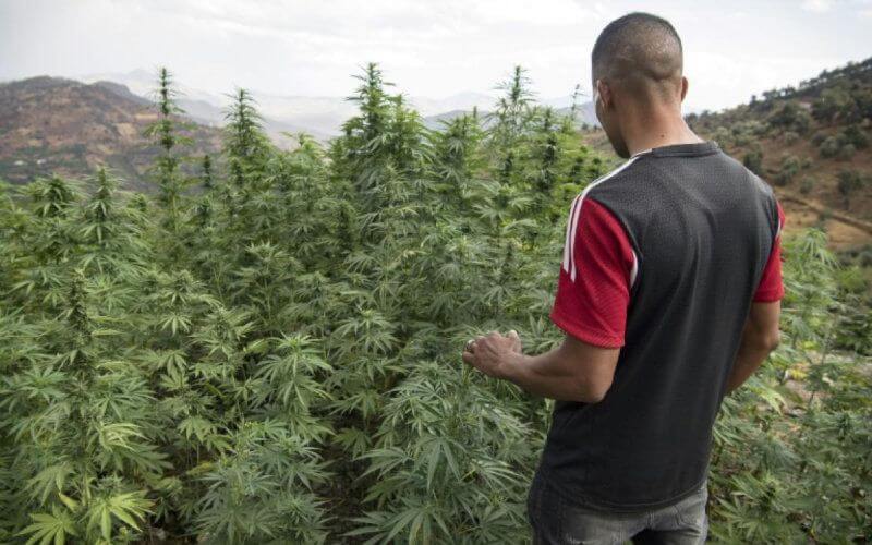 Northern Morocco's Cannabis Debate Overshadows Water Crisis, Political Parties Clash