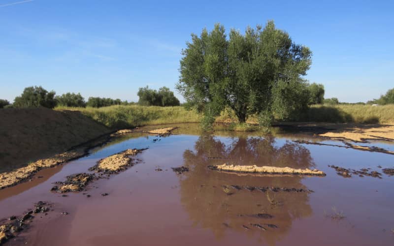Olive Oil Production Waste Poses Environmental and Safety Hazards in Northern Morocco