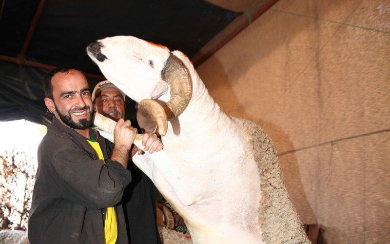 ONSSA Cracks Down on Livestock Breeders Ahead of Eid al-Adha 2019