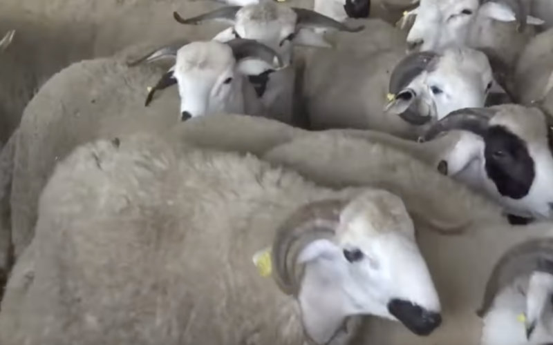 Rabat Sets Slaughter Prices for Eid al-Adha Celebration in Morocco
