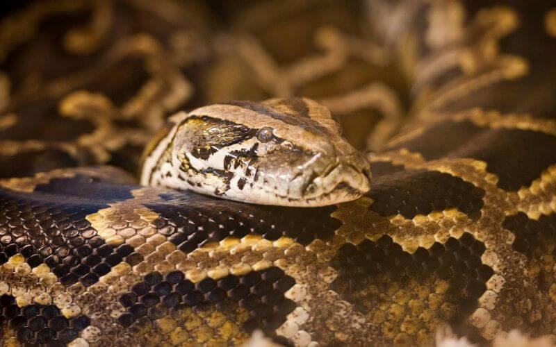 Rabat Zoo Expands with New African Reptile Exhibit Featuring 40 Species
