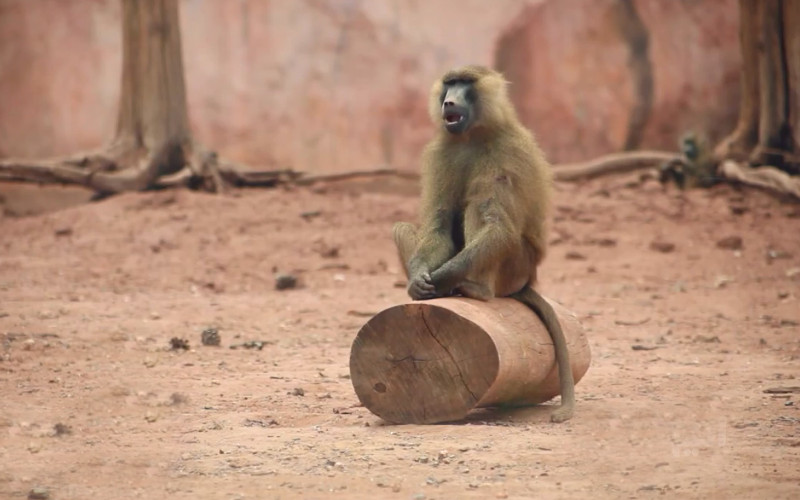 Rabat Zoo Implements Enhanced Safety Measures to Protect Animals During Coronavirus Closure