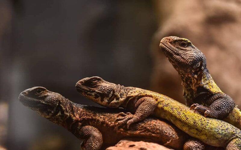 Rabat Zoo Opens New Vivarium Showcasing African Reptile Species