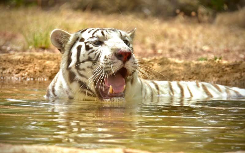 Rabat Zoo Welcomes First Tigers, Expanding Animal Collection for Visitors