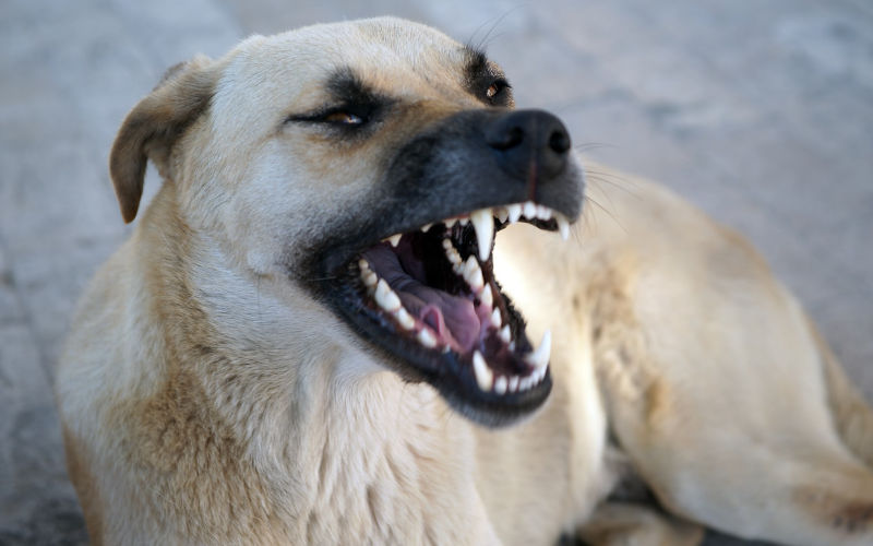 Rabies Alert: Second Infected Dog Found at Melilla-Morocco Border