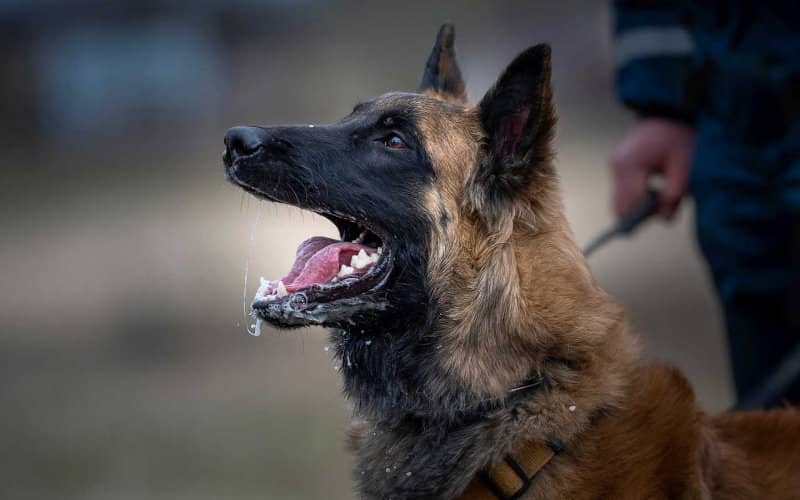Rabies Outbreak Confirmed in Ceuta After Stray Dog Tests Positive