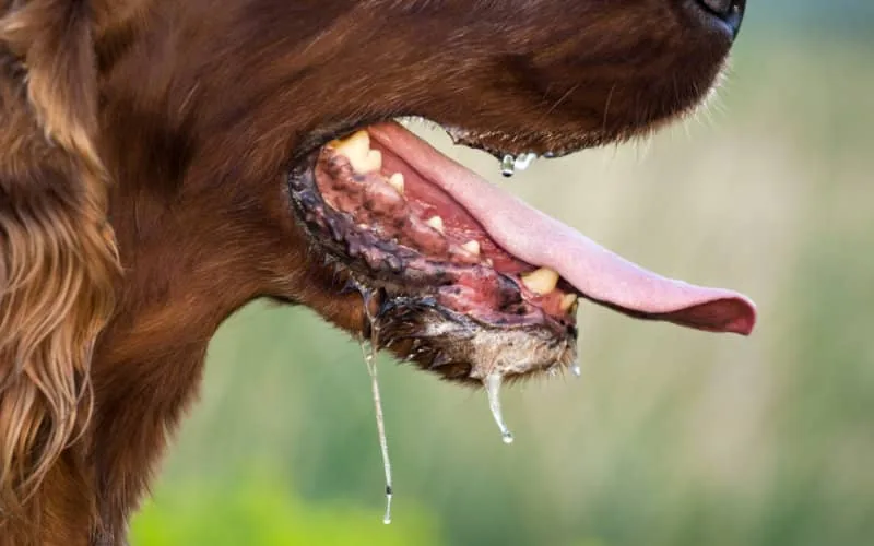 Rabies Outbreak Hits Melilla: Morocco's Deadly Dog Sparks Health Alert
