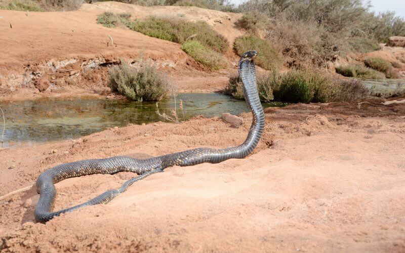 Snake Attack at Moroccan School Sends Teacher and Student to Hospital