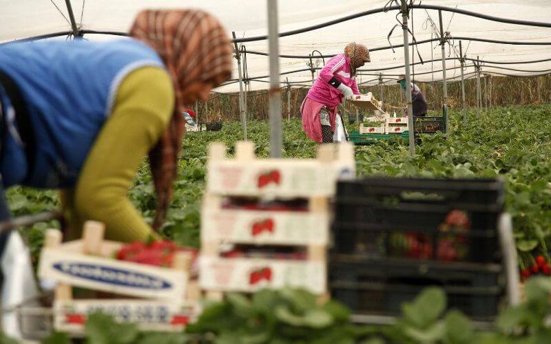 Spain Cuts Moroccan Seasonal Farm Worker Quota by 30% Amid Pandemic Challenges