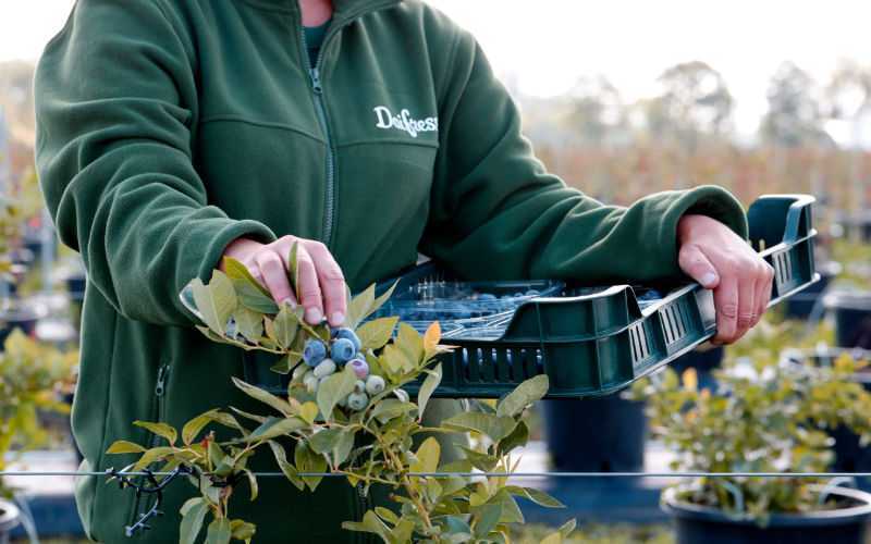 Spanish Berry Giant Daifressh Expands Production in Morocco with 140-Hectare Acquisition