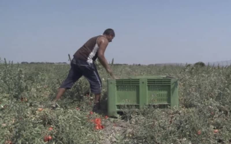 Spanish Farmer Faces Trial for Alleged Worker Exploitation of Moroccan Migrant