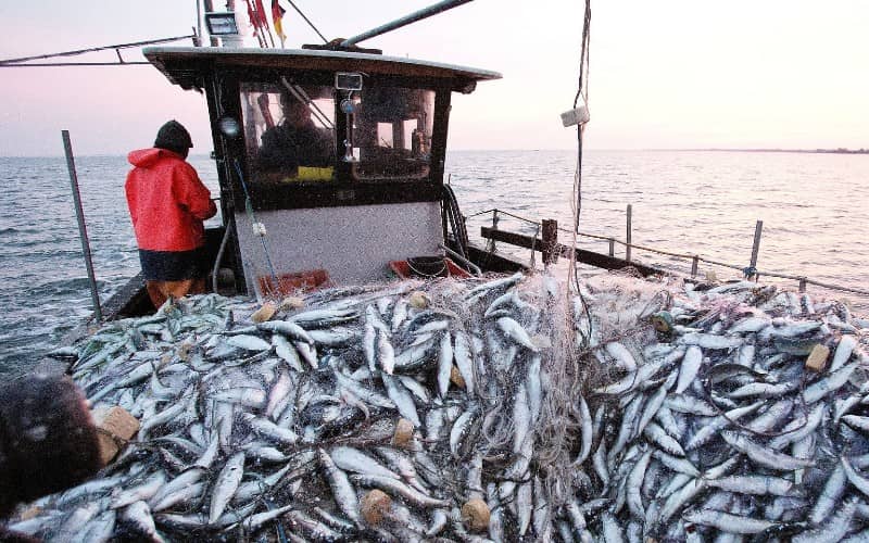 Spanish Fishermen Protest Influx of Moroccan Fish, Citing Regulatory Concerns