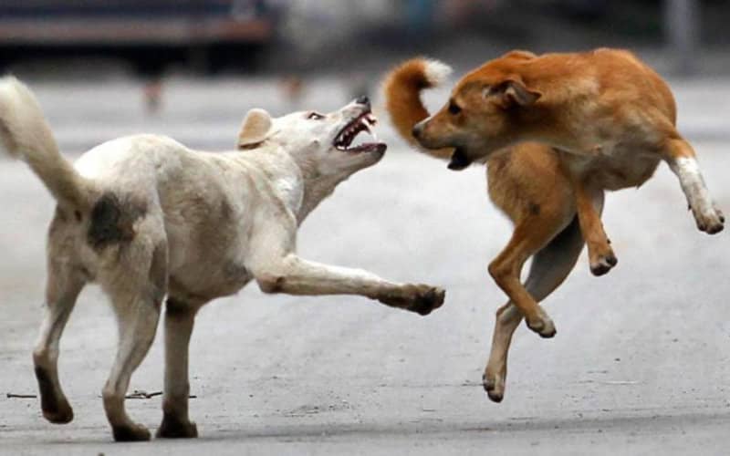 Stray Dog Attack Triggers Fatal Heart Attack in Marrakech
