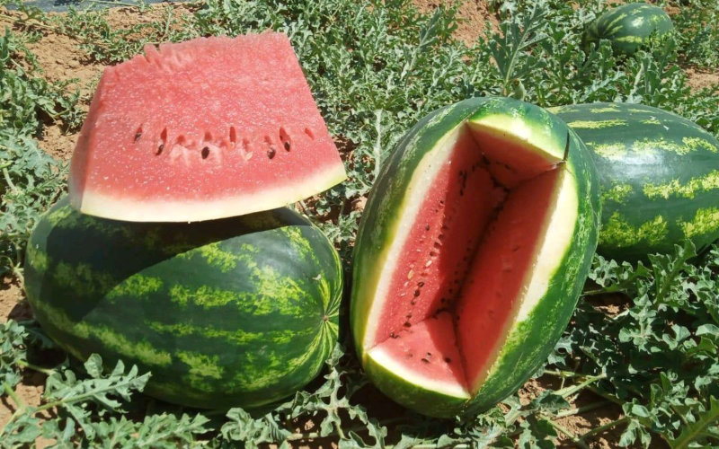 Water Crisis Looms as Foreign-Backed Watermelon Farms Drain Morocco's Drought-Stricken Aquifers