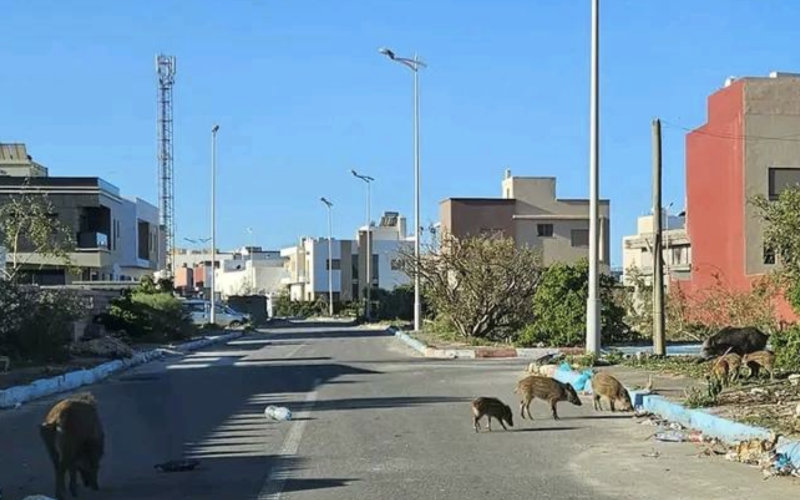 Wild Boar Invasion Sparks Fear in Moroccan Tourist Hotspot Essaouira