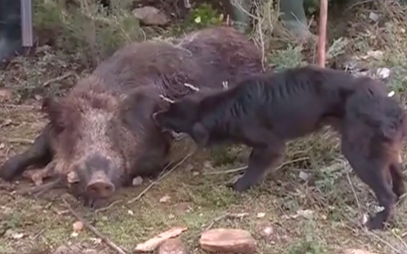 Wild Boars Invade Upscale Rabat Neighborhoods, Alarming Residents