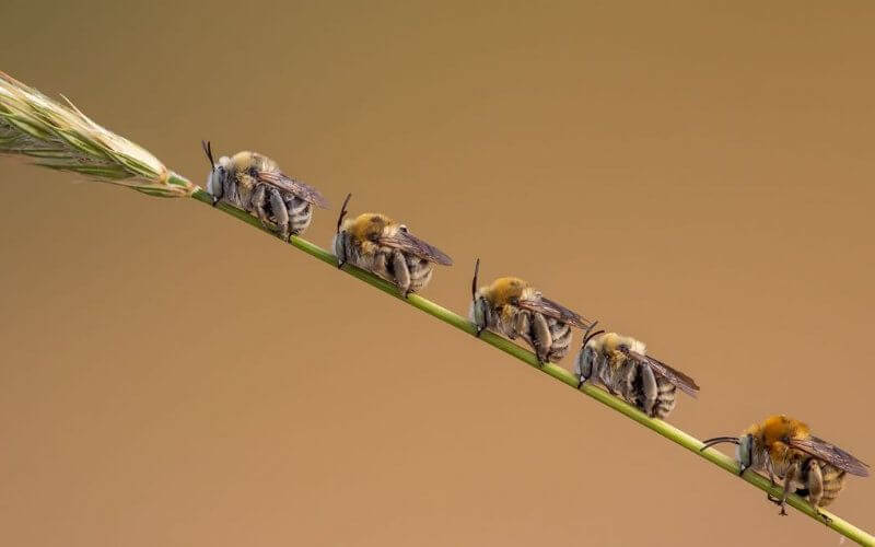Wildlife Photographer Captures Stunning Image of Sleeping Bees in Moroccan Atlas