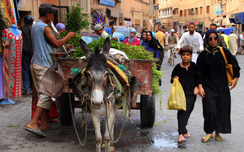 Agadir Phases Out Animal-Drawn Carts in Urban Areas, Seeks Alternatives