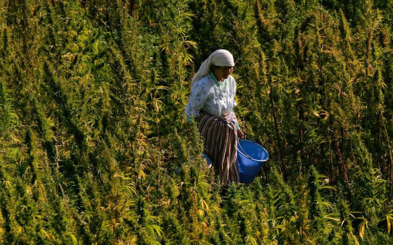 Morocco Establishes Scientific Advisory Board for Cannabis Legalization