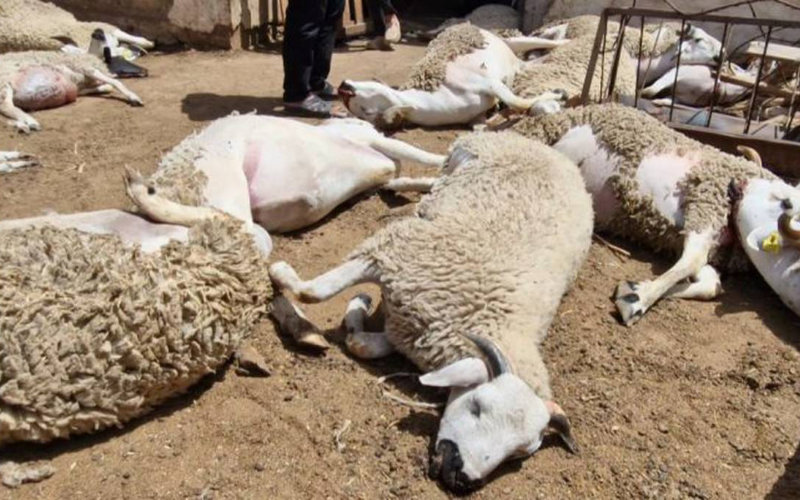 Bacterial Outbreak Identified as Cause of Sheep Deaths in Morocco's Berrechid Province