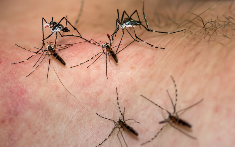 Marrakech Tourism Hit by Surge in Mosquito Population