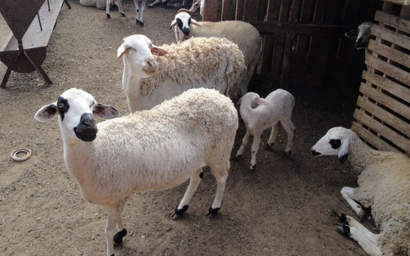 Melilla Bans Moroccan Sheep Imports for Eid al-Adha, Sparking Political Tension