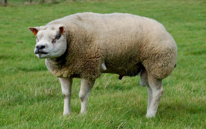 Moroccan Authorities Seize Chicken Manure Used to Fatten Eid al-Adha Sheep