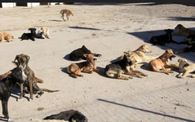 Moroccan City Faces Growing Stray Dog Problem as Woman Files Lawsuit After Attack
