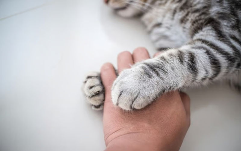 Moroccan Official's Daughter Holds Controversial Funeral for Pet Cat