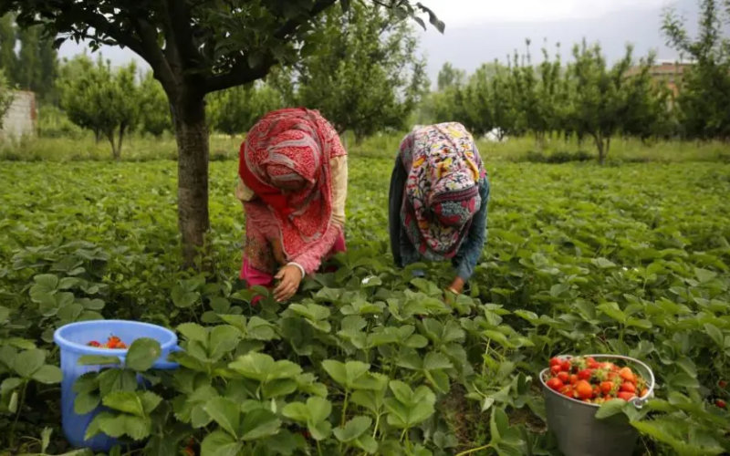 Moroccan Workers Become Largest Foreign Labor Force in Spain