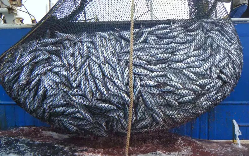 Morocco Celebrates Court Ruling Ending EU Fishing Agreements in Territorial Waters