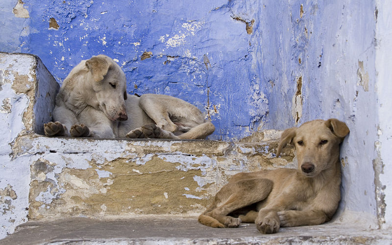 Morocco Denies Plans to Cull Stray Dogs Ahead of 2030 World Cup