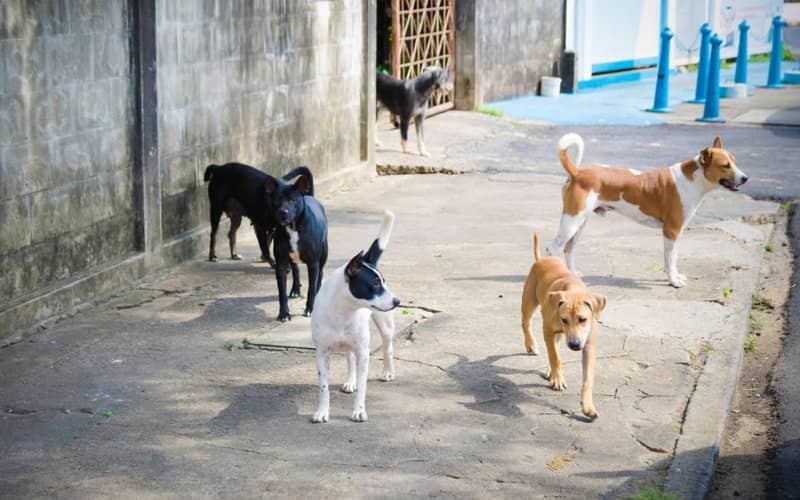 Morocco Grapples with Deadly Stray Dog Attacks as Tourist Dies