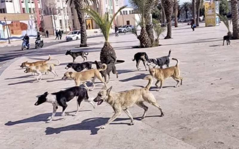 Morocco Grapples with Rising Stray Dog Population, Public Safety Concerns