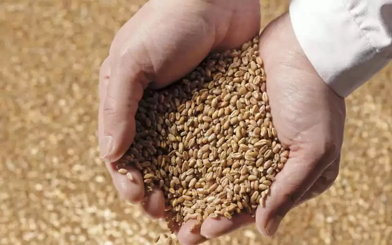 Morocco to Import 2.5 Million Tons of Wheat Amid Drought-Induced Shortage