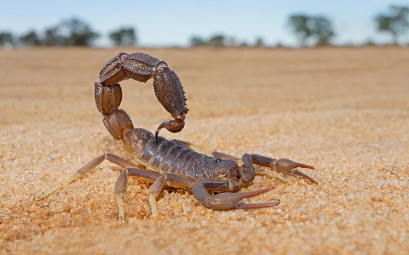 Scorpion Sting Deaths in Morocco Highlight Critical Antivenom Shortage